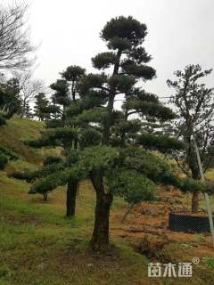 15公分造型罗汉松