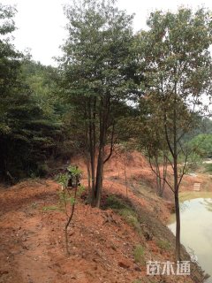 8公分多杆山杜英