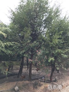 15公分南方红豆杉