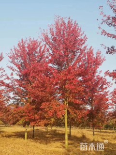 15公分美国红枫