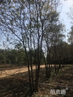 50公分丛生乌桕