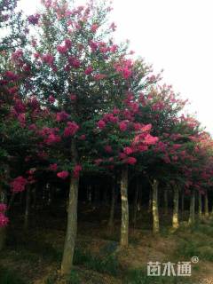 15公分造型罗汉松