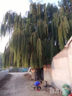 50公分垂柳