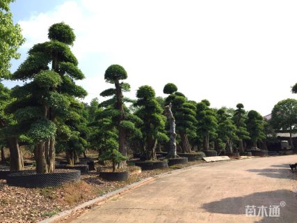 40公分造型椤木石楠