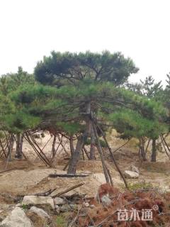 25公分造型油松