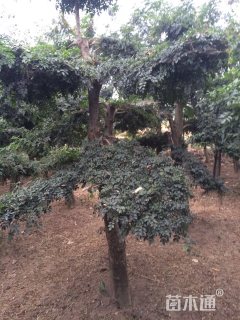 250厘米造型对节白蜡