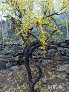 高度200厘米迎春花