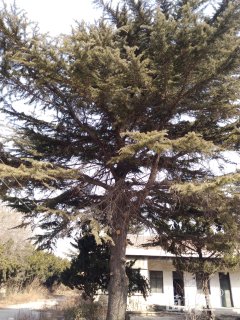 高度1500厘米雪松