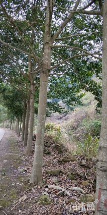 20公分乐昌含笑