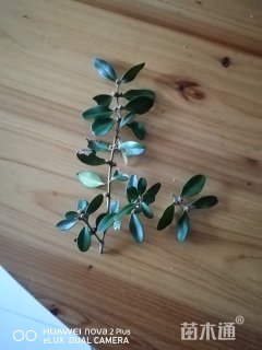 高度600厘米黄杨