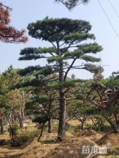 移栽苗造型油松