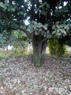 高度600厘米茶花