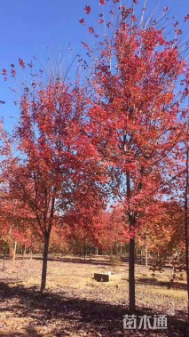 15公分美国红枫