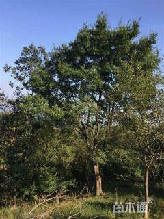 55公分朴树