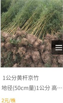 地栽苗黄杆京竹