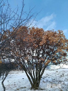 高度1000厘米丛生蒙古栎