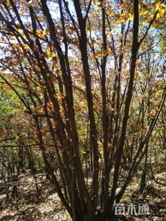 高度800厘米丛生五角枫