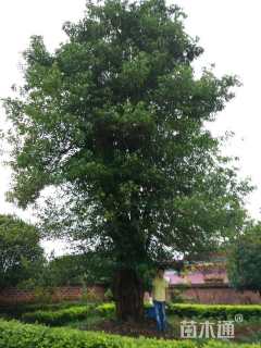 80公分红叶石楠