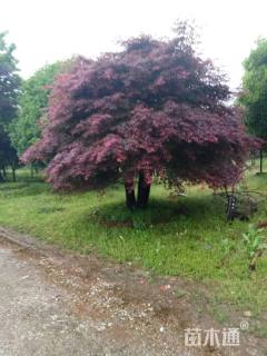 50公分中国红枫