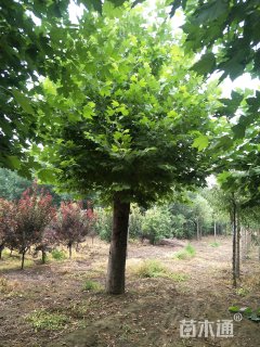 30公分法桐