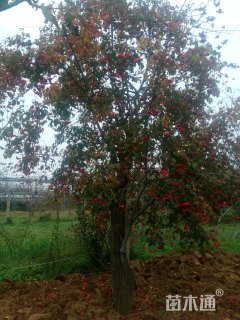 高度300厘米陕西卫矛