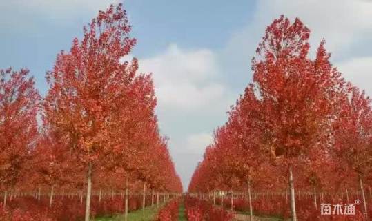 16公分美国红枫-红点