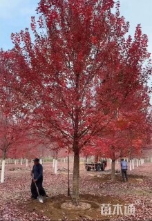 20公分美国红枫