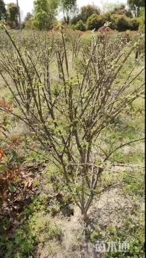 高度1200厘米火焰卫矛