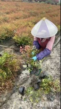 高度40厘米南天竹