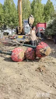 12公分二乔玉兰