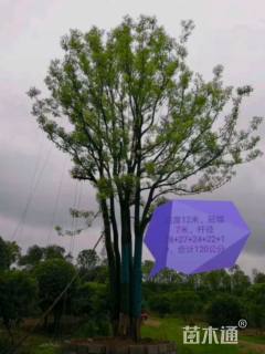 70公分丛生香樟