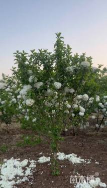 高度200厘米中华木绣球