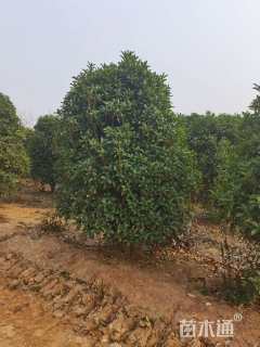 高度250厘米丛生桂花