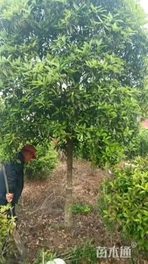 12公分高杆桂花