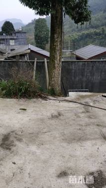 50公分金丝楠木