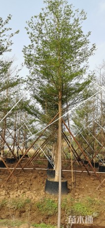 13公分细叶榄仁