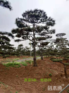 高度500厘米油松