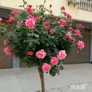 高度1.5厘米月季