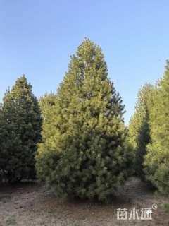 高度700厘米白皮松