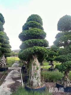 高度300厘米火山榕