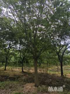28公分朴树