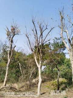 高度700厘米柘树