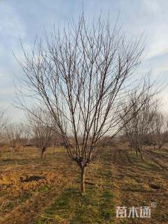 10公分红叶碧桃