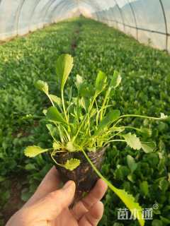 高度15厘米大滨菊