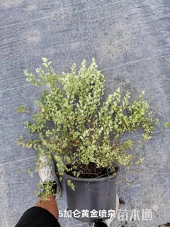 高度30厘米绣线菊