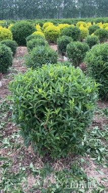 高度100厘米连翘