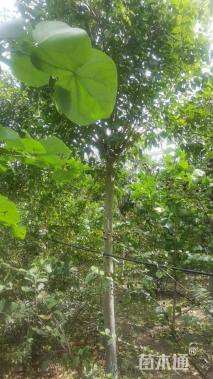 14公分大叶女贞