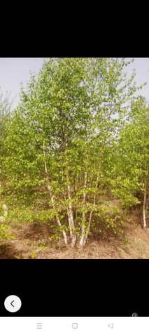 40公分白桦