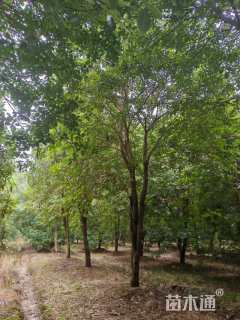 25公分黄花风铃木