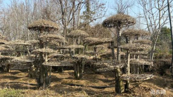 12公分造型对节白蜡